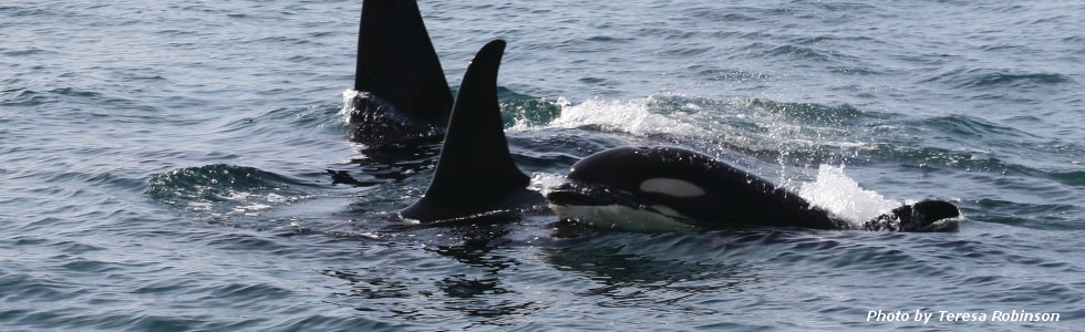 orcas-min