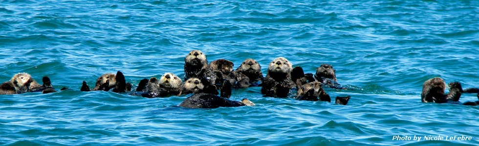 otters-jpeg-min