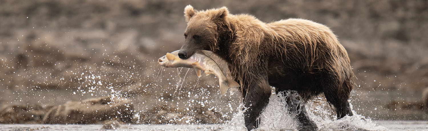 bear