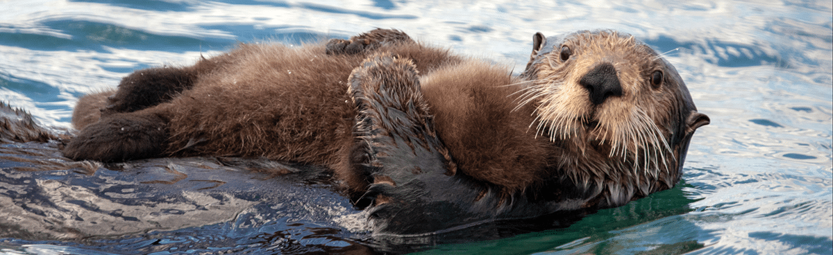 otter